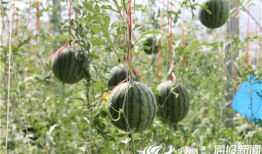 五一今日吃瓜爆料视频,揭秘热门事件背后的真相